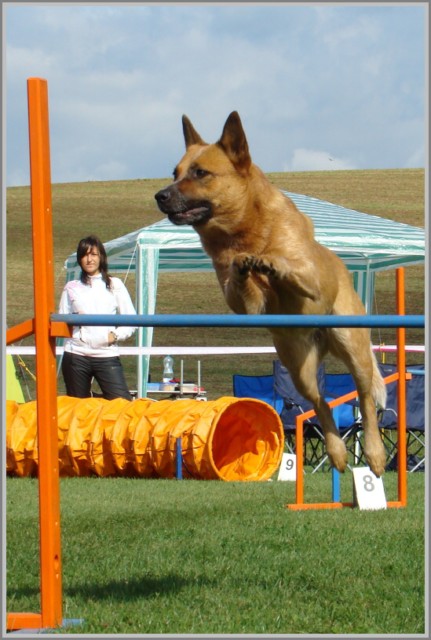 mcr-acd-v-agility---zlechov-5_9_09-1252239250.jpg